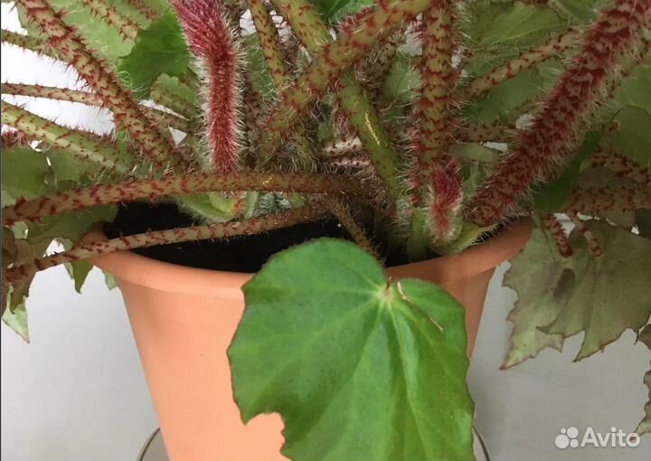 Бегония королевская борщевиколистная, роскошная