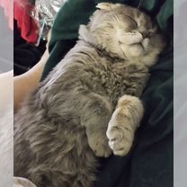 Пропал любимый кот, Луганск