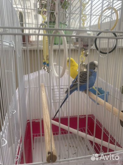 Попугай неразлучники с клеткой