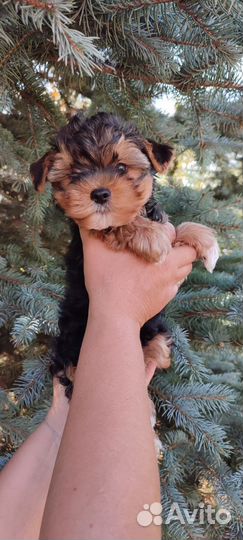 Йоркширский терьер