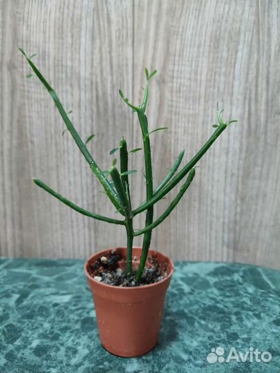 Эуфорбия платиклада