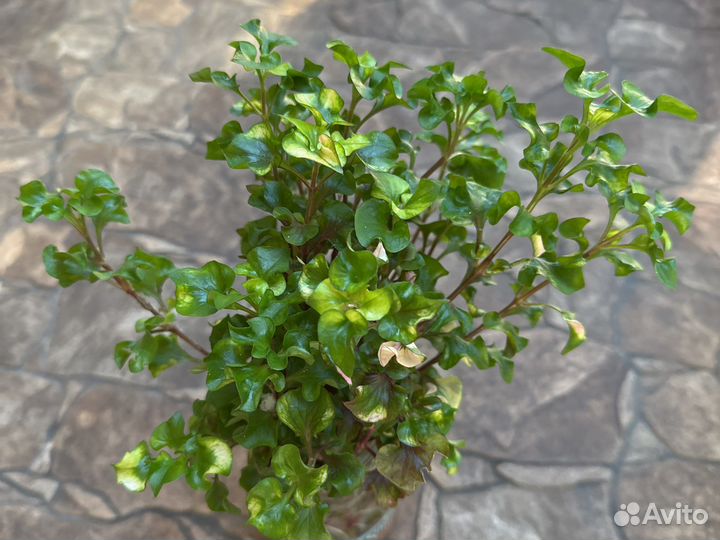 Альтернантера бетхикиана