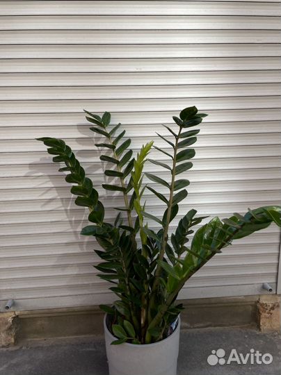 Замиокулькас высота от 100см