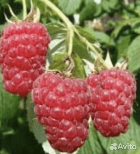 Малина Гусар