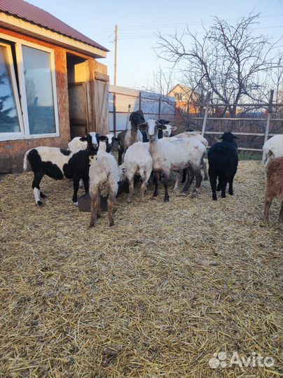 Овцы, бараны