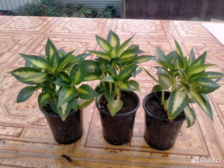 Бальзамин вариегатный