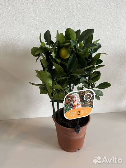 Растение Каламондин