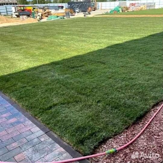 Рулонный газон, газон посевной