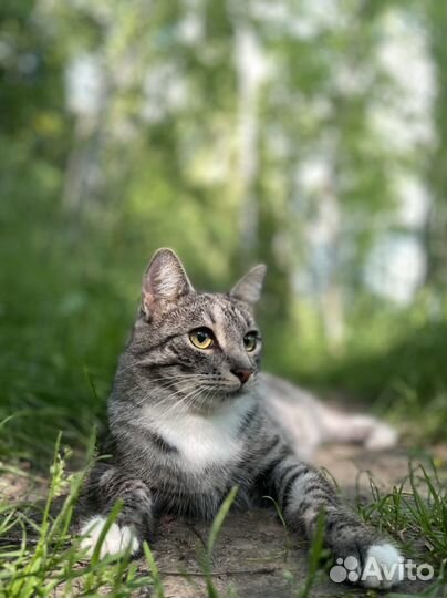 Кошки бесплатно