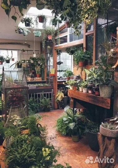 Цветы комнатные