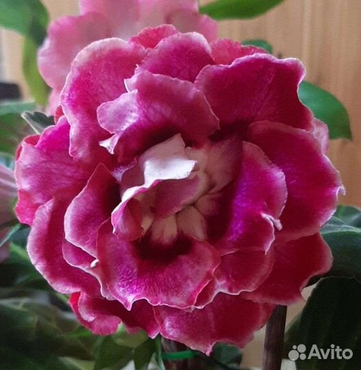 Глоксиния махровая листики