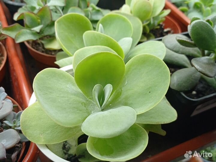 Суккуленты почтой