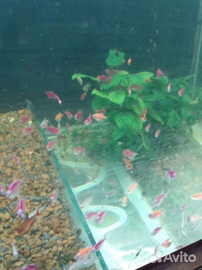 Аквариумные рыбки опт и розница