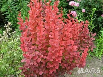 Барбарисы укоренные черенки