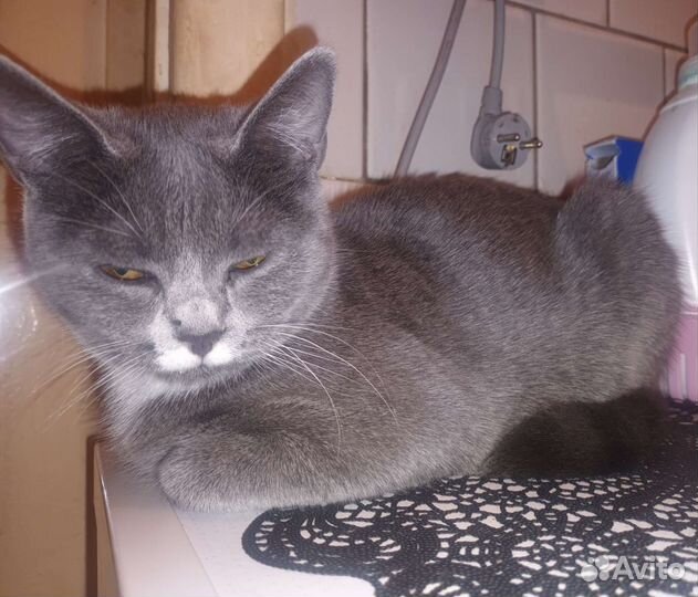 Кошка в дар бесплатно