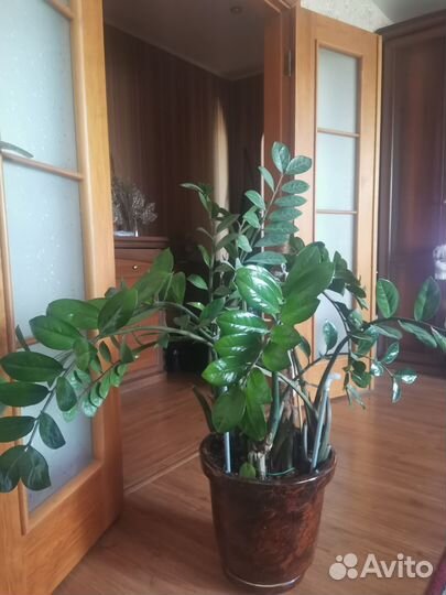 Замиокулькас