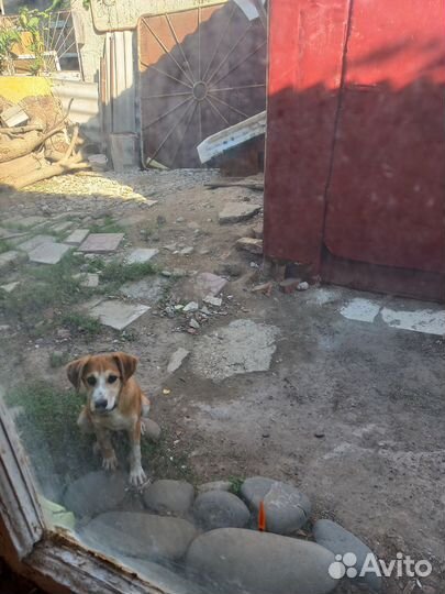 Щенок 4 месяца в добрые руки