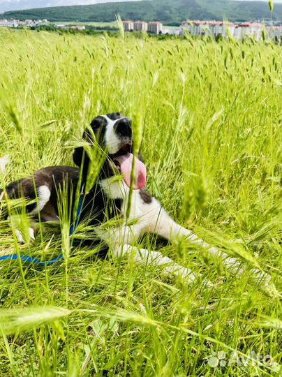 Щенок метис бордер колли в добрые руки