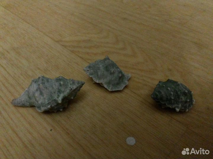 Ракушки для аквариума