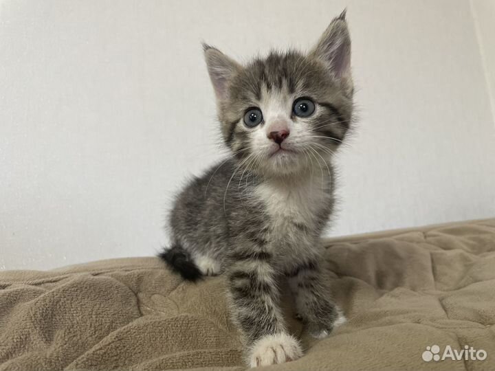 Котята крысоловы