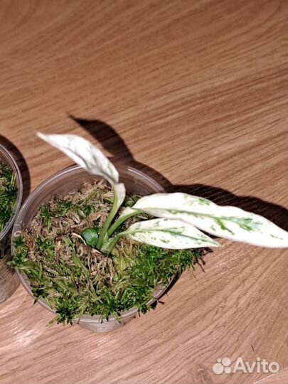 Спатифиллум Ангел бэби