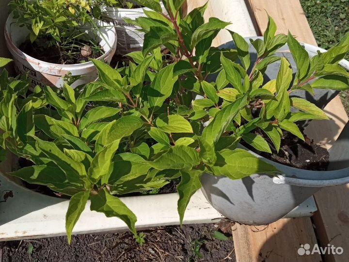 Гортензия метельчатая киушу