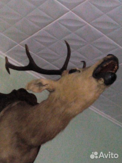 Продажа чучела головы оленя