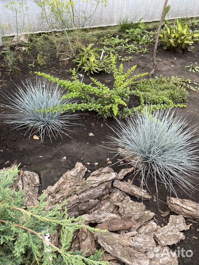 Овсянница сизая (большие кочки)