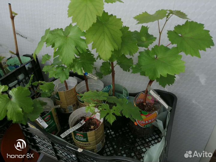 Саженцы винограда