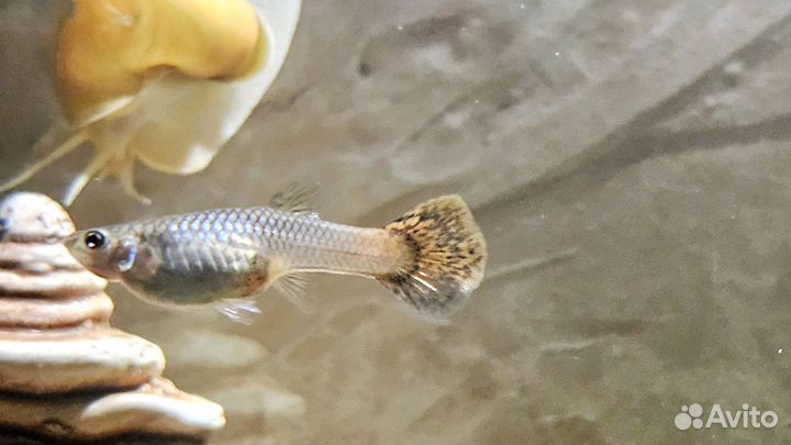 Аквариумные рыбки гуппи