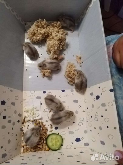 Джунгарские хомячки