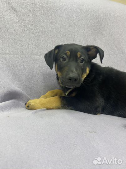 Щенок Дин в дар. Незамечаемый