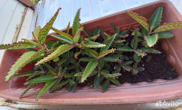 Каланхоэ лечебное