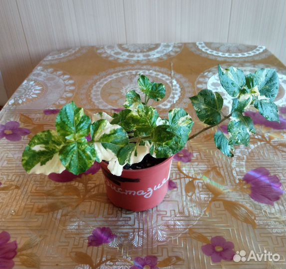 Комнатные растения