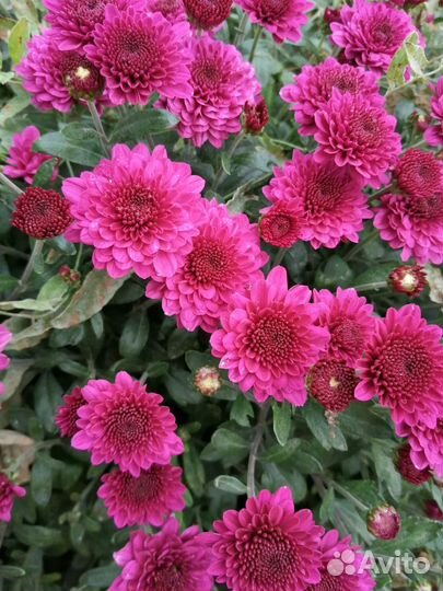 Хризантемы мультифлора