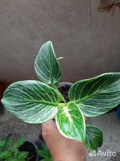 Филодендрон