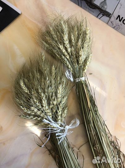 Пшеница для декора, рожь декоративная