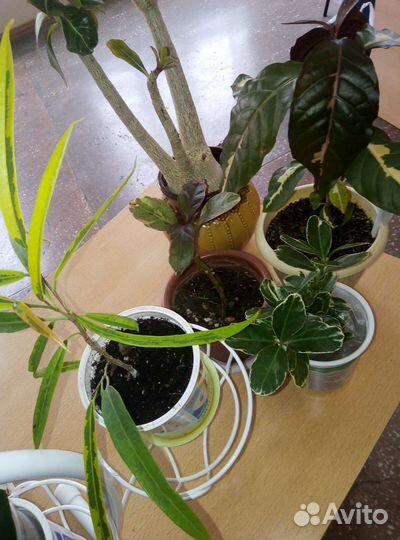 Комнатные растения цветы