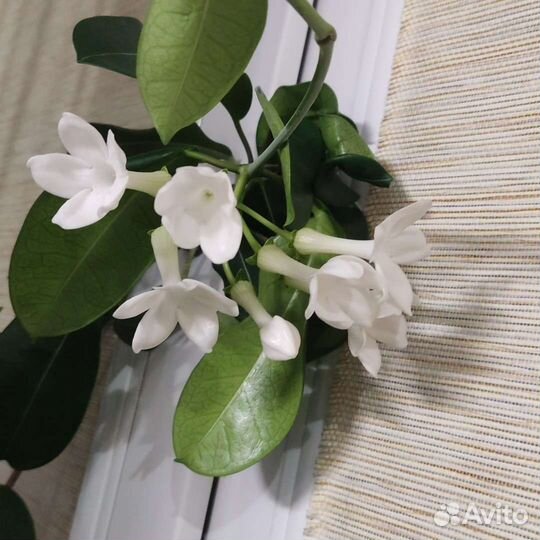 Стефанотис