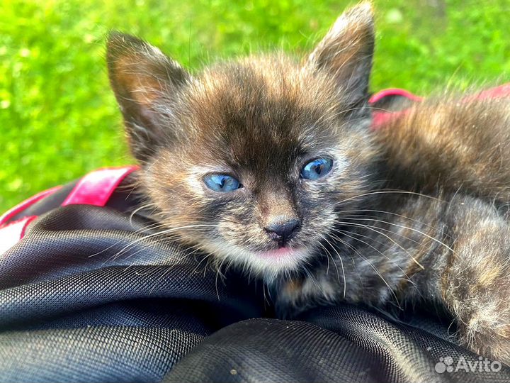 Космический котёнок-девочка
