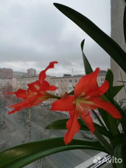 Гипеаструм