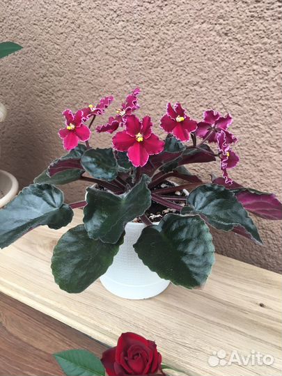 Комнатные растения