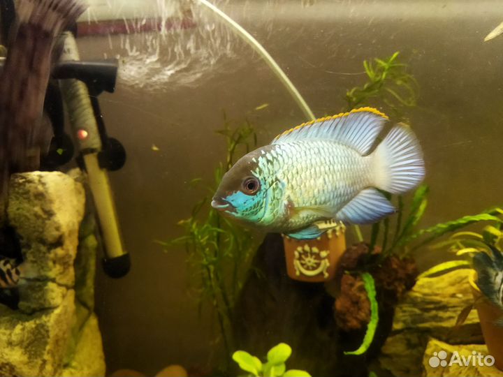 Рыбки Нанокара электрик блю