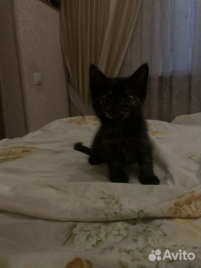 Котята помесь британца и обычной кошки