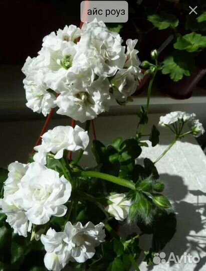 Пеларгония сортовая