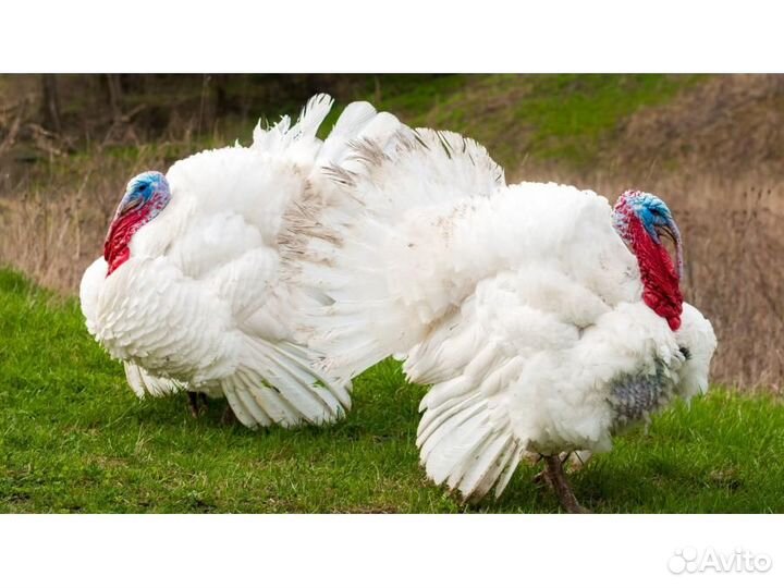 Мясо домашней индейки