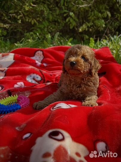 Пудель девочка