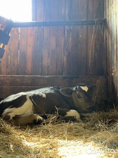 Телята бычки