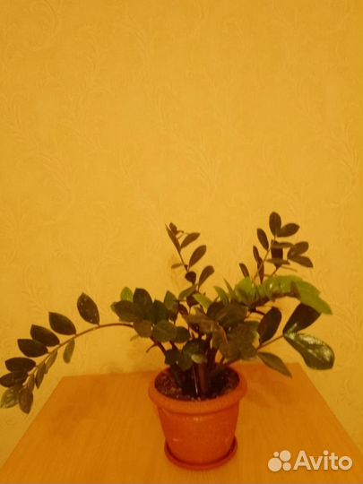 Продам цветы комнатные