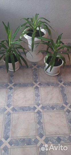 Юкка, Фикус